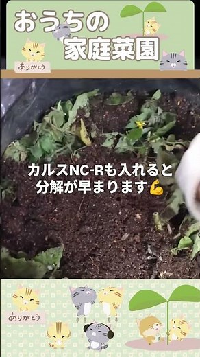 [Super easy!] How to regenerate used soil | #homegardening #plantergrowing #balconygardening #hom...