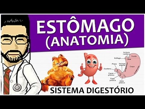 Digestive System 10 - Anatomy of the stomach (video lesson)