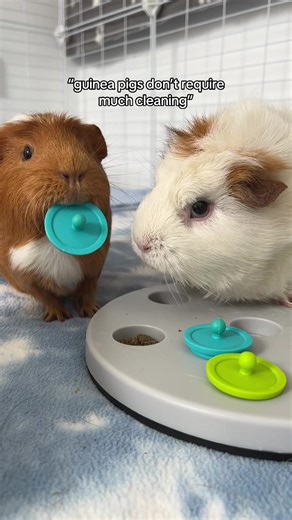 Guinea Pig Cleaning Routine: The Truth About Poop Cleaning