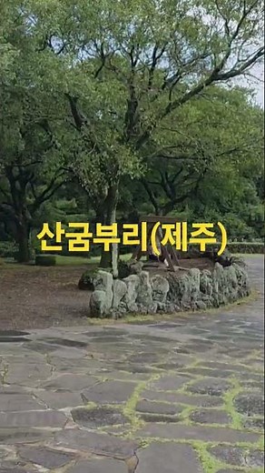 제주 산굼부리(분화구)!