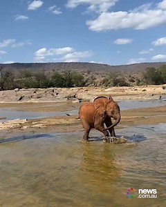 She's got the zoomies! 😍 | News.com.au