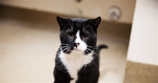 Judge rules Humane Society should not send domesticated cats back outside