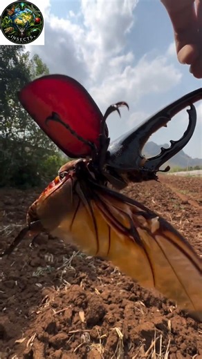 The Giant Hercules Beetle Will Shock You! 🪲