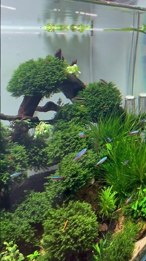 High-Tech Aquarium: The Secret Life of Green Neon Tetras