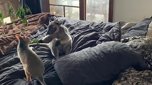 58K views · 2.2K reactions | Normally tree kangaroos wish to “kill”...