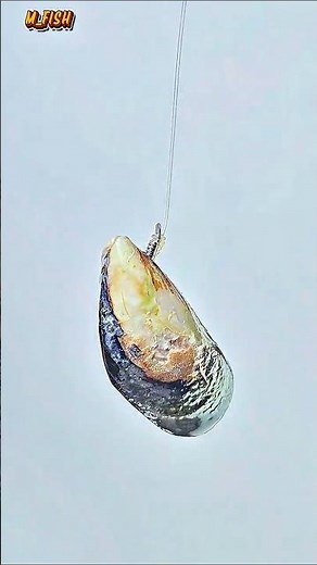 Pro Anglers' Secret: The Strongest Way to Rig Mussels on a Hook! Never #diy #knot #fishing
