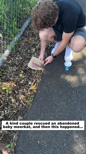 A kind couple rescued an abandoned baby meerkat and then this happened...#lovestory❤️ #animal #rescue #love #meerkat