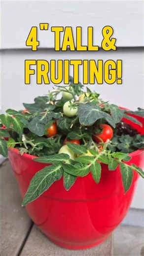 🍅 Why I'm Obsessed With Micro-Dwarf Tomatoes #tomatoes