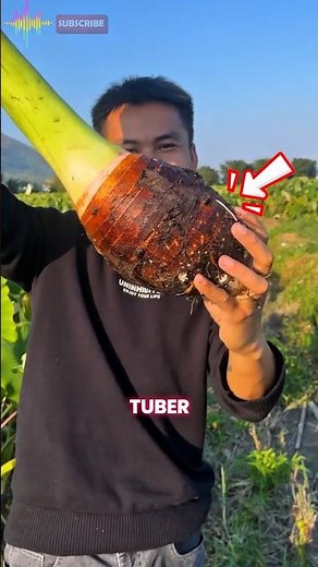 Plant Taro Easily !?Perfect for Beginners! #farming #statisfying #agriculture #facts #tips #country