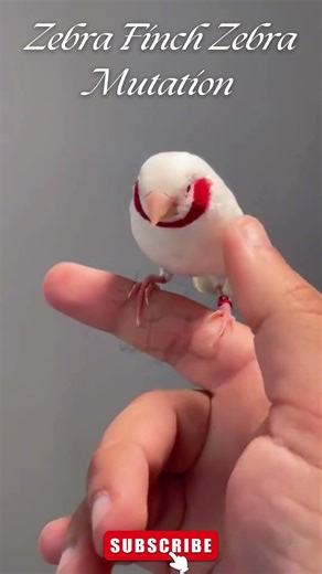 Zebra Finch Zebra Mutation 🐦✨ | Unique “Zebra Pattern” Beauty