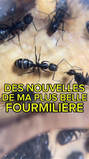 252K views · 1.3K reactions | Enfin des nouvelles de ma plus belle fourmilière | Foranto - Wooden Ants Nests code « GIGAFOURMIS » | #fourmis #animaux #bois #insectes | Gigafourmis | Facebook