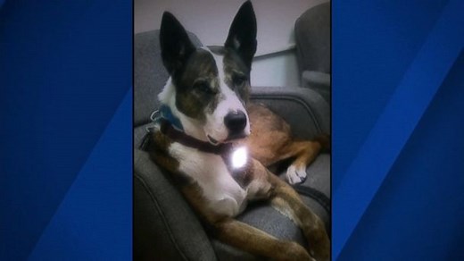 Service dog who helped owner with PTSD shot twice