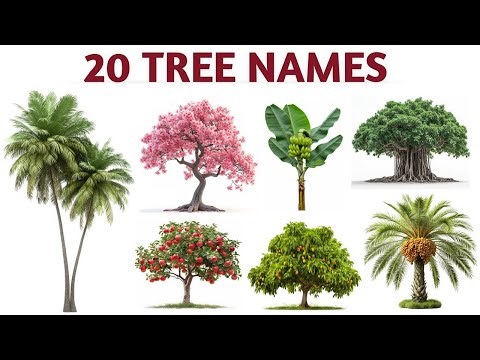 🌲 20 Trees Name with Sentences | Learn Tree Vocabulary 🌿 | English Simple Vocab