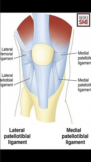 Patellotibial Ligament Explained | Knee Anatomy Made Simple #anatomy #kneepain #atc #physio