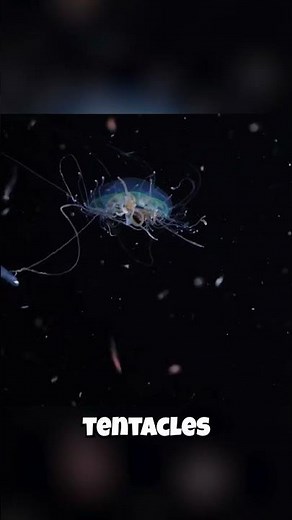 Jellyfish: They're MEAT EATERS?! Their Diet Will Surprise You!