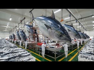 How Billions of Canned Tuna Are Made | Inside the Automated Tuna Harvesting & Processing Factory