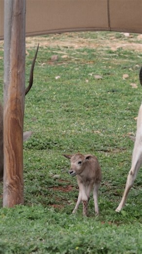 Adelaide Zoo and Monarto Safari Park | We’re thrilled to welcome the first Addax calf of the season at Monarto Safari Park! With fewer than 100 Addax left in the wild, every... | Instagram