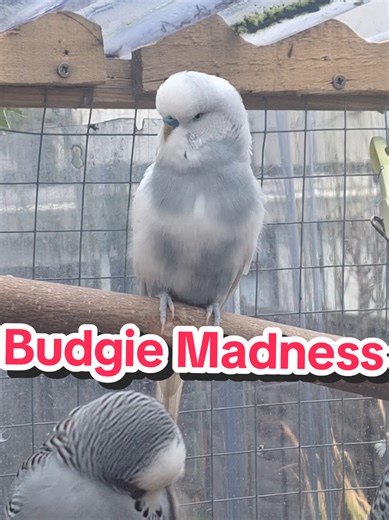 Budgie Madness: Understanding Active Behavior in Your Birds