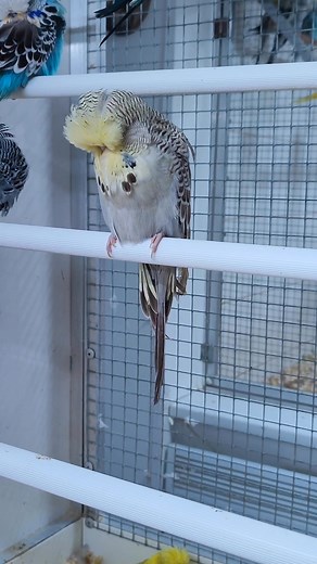 Exactly 4 months old today. I think once this bird matures and fills out he will turn into a nice bird,he’s already displaying desirable features good body length ,width of face directional feather depth of mask and more importantly back skull ,his downside is l would like to of seen larger spots on him ,added bonus he has other siblings in the same category as him ,and his parents are still breeding | Paul Stannard