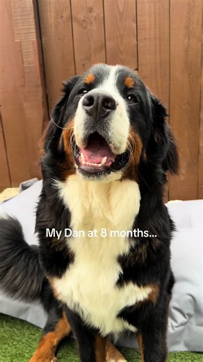 Bernese Mountain Dog Puppy Growth: My Dan at 2–8 Months