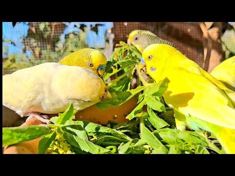 Budgies sing together loudly, singing the most beautiful song for today. Budgies singing sound.