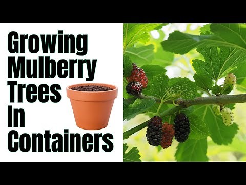 How To Grow Mulberry Trees In Pots | 1000s Of Berries In A Season By Following These Steps