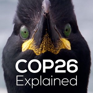 5.7K views · 107 reactions | Everything you need to know about COP26 - The global summit that *should* see drastic commitments made to prevent a climate crisis.  The pressure is firmly on world leaders, but we will need your help to keep it that way...  #MyClimateAction | RSPB | Facebook