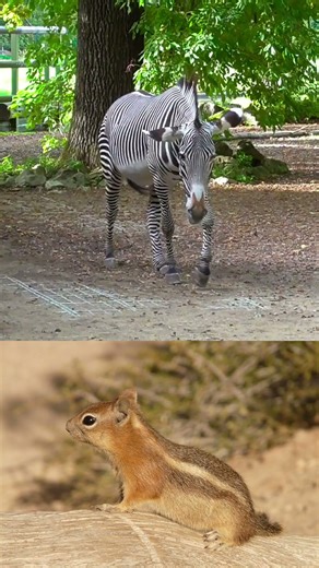 Did you know ZEBRAS can change their color patterns to bl...