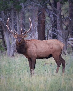 The Grand Canyon forest was an amphitheater of endless buglers last night! The Elk rut is in full “schwing” at the Grand Canyon, and they have one thing on their mind before winter sets in. Stay tuned for Volcanic Hoodo and Grand Canyon photos and videos this week!🤙🏼 TheJeremyJohnson.com | Jeremy Johnson Photography