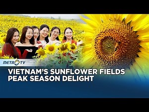 Vietnam’s Sunflower Fields Bloom Spectacularly