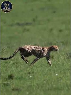 The Speed Of Survival: 5 Animals That Never Slow Down 🐆💨 #naturefacts #shorts