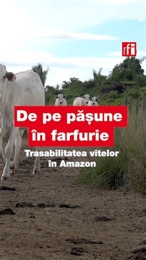 🌳 Ce legătură există între friptura din farfurie și defrișările din Amazon? Creșterea animalelor împinge pădurea amazoniană tot mai mult spre dispariție. În Brazilia, o vacă poate trece prin mâinile a trei proprietari înainte să ajungă la abator — iar controlul real există doar la finalul lanțului. Defrișările, lipsa trasabilității și interesele economice fac ca sistemul să fie greu de controlat. 📜 Uniunea Europeană încearcă să schimbe regulile jocului, interzicând importurile provenite de pe 