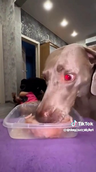 Funny dog fails 🐶 #petsoftiktok #puppylove #doglover