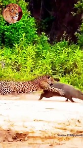 angry tiger attack | Latest Hubplay.co live Humor negro Full HD 2020