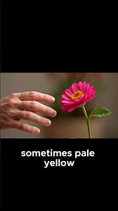 Deadly Beauty: The World's Most Dangerous Flower