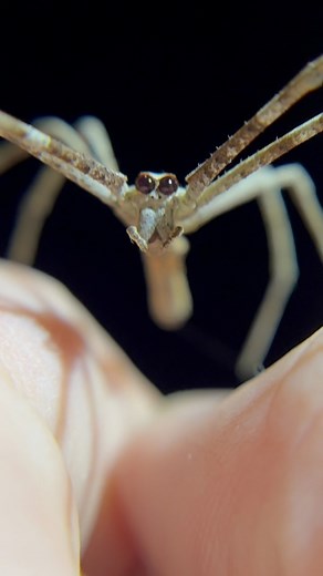 Look into those angel eyes 🤩 The ogre-faced and net casting spiders have a unique adaption in the animal world, their sensitive membranes inside their eyes MELT every day. Hang on Jack, why the heck would these animals evolve such fragile eyes? That seems a bit ridiculous! Well my friends, their eyes are actually so unbelievably powerful and well adapted for hunting in low light conditions, they simply can’t exist during the day. The photosensitive membrane lining these spiders’ eyes allows the