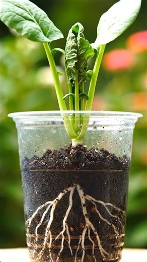 Turnip Growth Timelapse From Seed to Root #plants #gardening