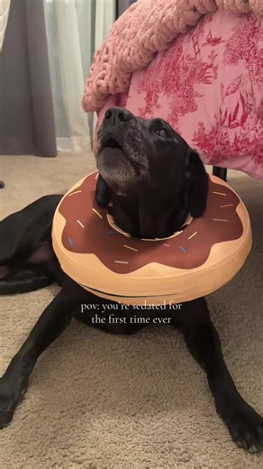 A Heartfelt Journey: Sedation Experience with Dogs