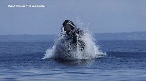 Humpback whale leaping from sea off UK coast