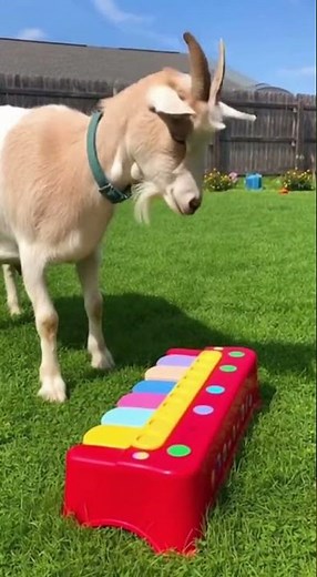 Goat vs. Piano: The Ultimate Showdown!