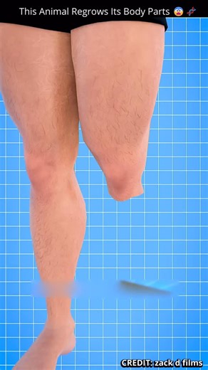 Science Ex on Instagram: "Most animals lose a limb forever. But one creature doesn’t. The Axolotl can regrow entire body parts. After an injury heals, special cells gather at the wound and transform into bone, nerves, and skin— rebuilding the limb from the inside out. #shorts #viral #facts #trending #insta"