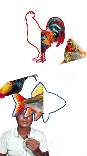 Can you match the colorful putty fish and the cut out parts of the rooster?#shortvideo #shorts