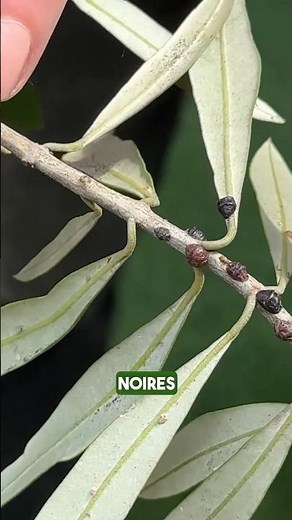 Éliminer les cochenilles noires à carapace de façon naturelle