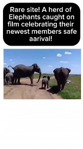 African Elephants Celebrating the birth of baby! | Amber Marie