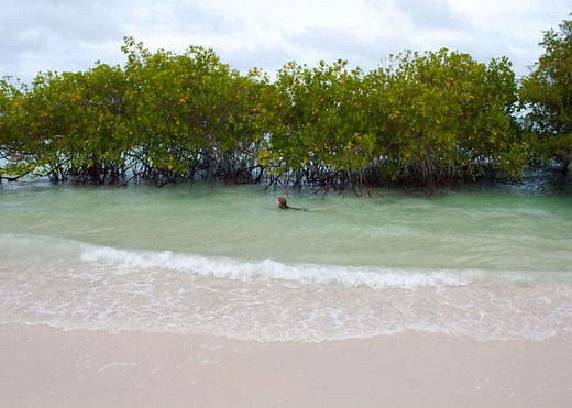 Tortuga Bay, Galapagos: 9 Things to Know Before You Visit (Climate, Location, Safety, Map...) | Storyteller Travel