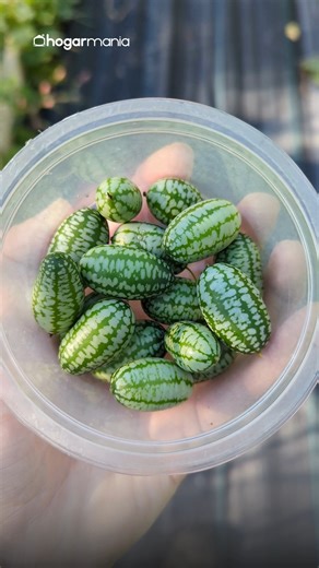 41K views · 253 reactions | ¿Conoces el cucamelon? También llamado...