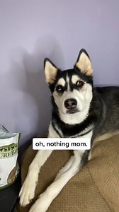 42K views · 2.1K reactions | Maya uses her “cute voice” to not get in trouble  | Fan Maya Husky | Facebook