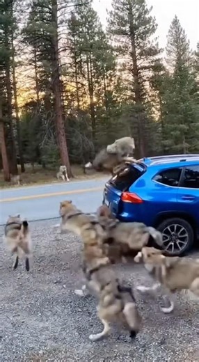 No Escape! Wolves Near My Car! 😱🐺
