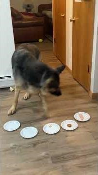 Fun with German Shepherds, Roscoe’s taste test.