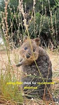 Quokka: The Happiest Animal on Earth | Fun Facts About Australia's Smile Makers
